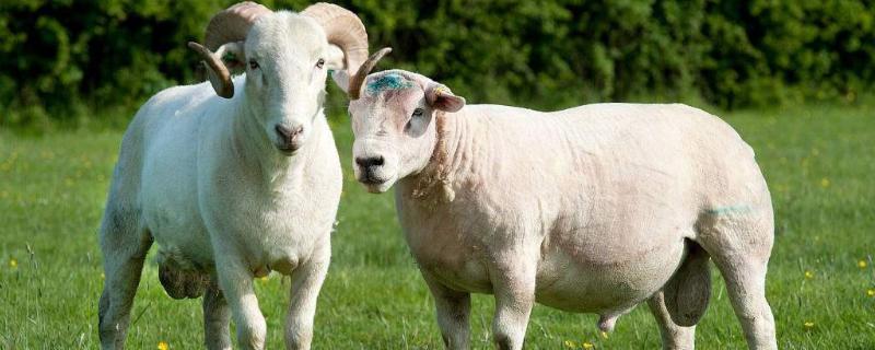 羊的特征和特点，养羊三大误区（羊的特征和特点,养羊三大误区是什么）