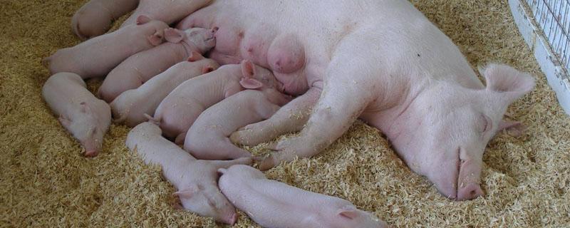 怎样看出母猪怀几只仔 怎么看母猪怀多少猪仔