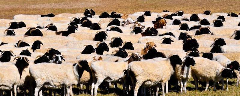 新疆羊品种，外地羊应激怎么调理 新疆羊病情况
