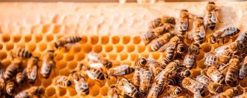 怎样养蜜蜂（蜜蜂养殖技术及蜜蜂养殖方法）