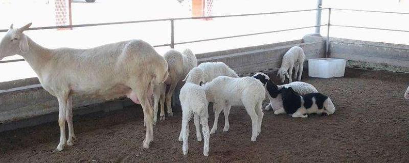 小母羊多少斤适合配种，配种后怎么知道怀孕了