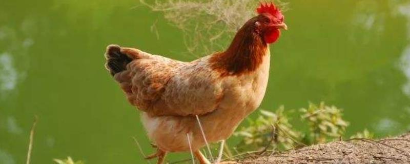 院子里养鸡怎么不臭，怎么处理鸡粪 院里养鸡有味怎么办