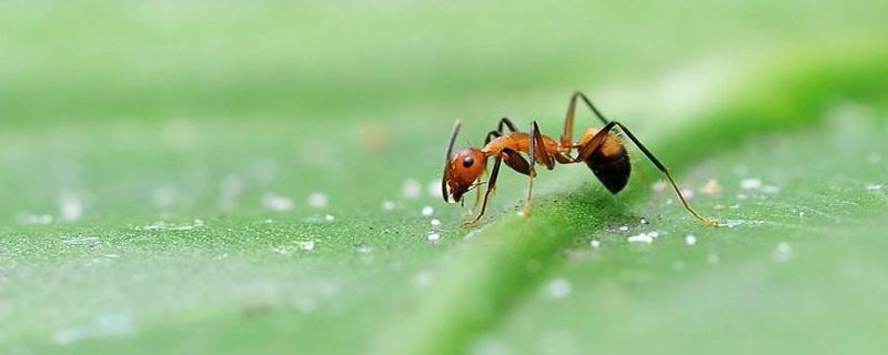 蚂蚁有几只脚 一只蚂蚁有几只脚