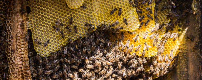 收的野蜜蜂多久稳定，怎么收回家（收回来的野蜜蜂怎样养）