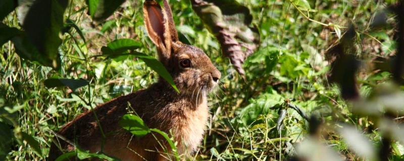 野兔吃什么，野兔和家兔能杂交吗（野兔吃什么,野兔和家兔能杂交吗视频）