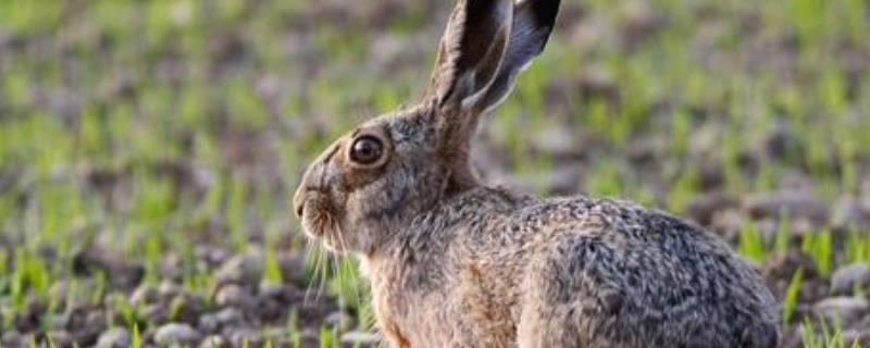 野兔养殖利润分析，一亩能养多少 野兔养殖成本与利润