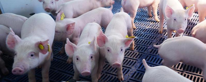 养猪周期，猪的生活习性 养猪时间周期