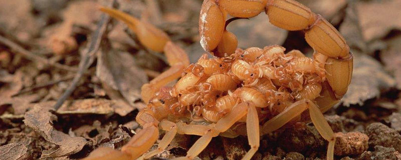 蝎子尾巴的作用是什么 蝎子尾巴的特点