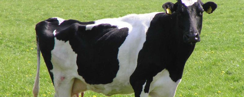 奶牛有公的吗,能挤奶吗 公奶牛能挤出奶吗