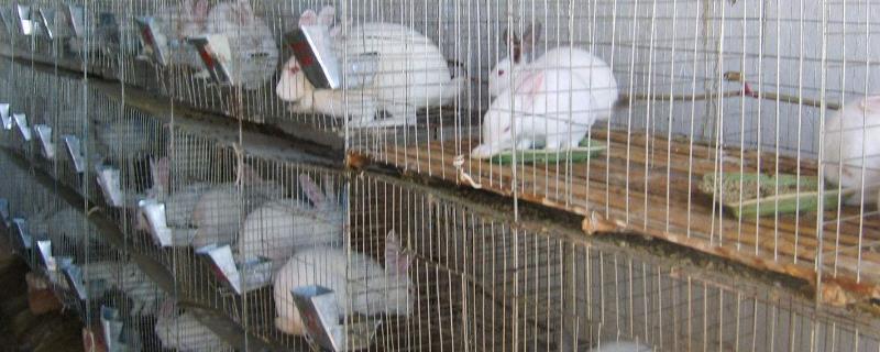 兔子怎么养殖技术 兔子怎么养殖技术视频