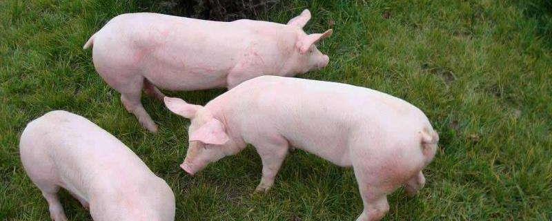 三元母猪和二元母猪的区别，三元母猪可以和杜洛克杂交吗