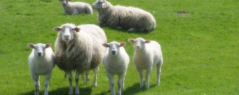 母羊间隔多久生第二只，杜泊羊是多胎羊吗