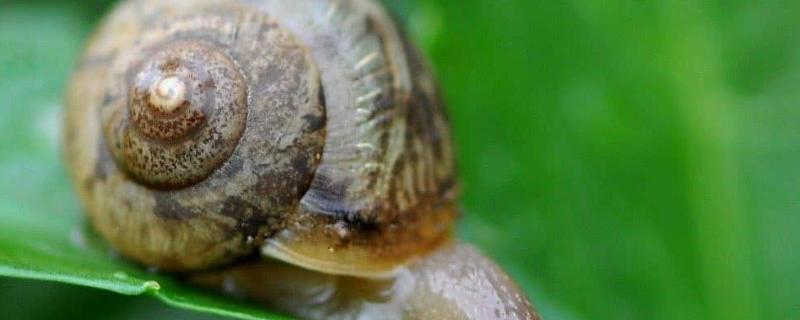 什么样的蜗牛有毒，可食用的是哪种