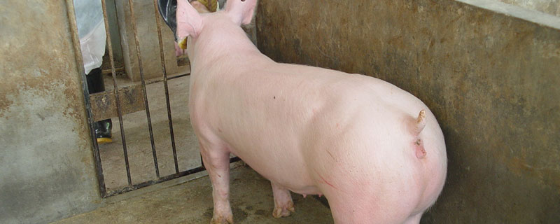 大白猪与长白猪谁生长速度快 长白猪与长大猪的区别?