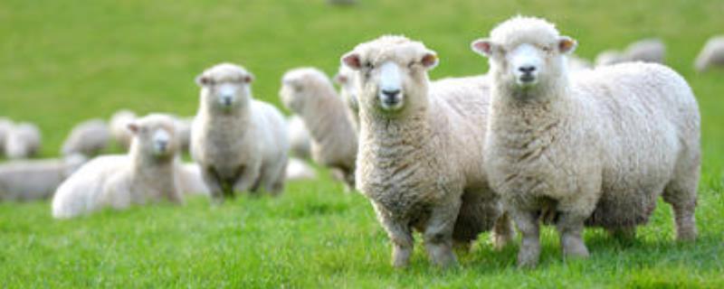 羊可以圈养吗，新手如何养羊 新手养羊养多少只合适圈养