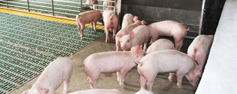 猪饲料是什么做的，育肥猪一天吃多少饲料