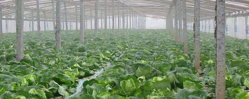 蔬菜大棚种植反季节蔬菜技术应用到的知识