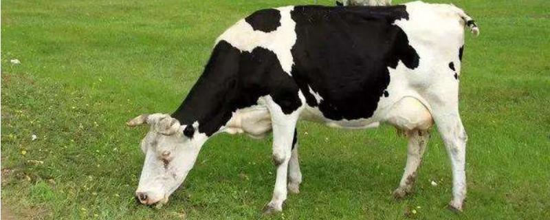 乳牛的适宜初配年龄,配种五个月突然少奶怎么办