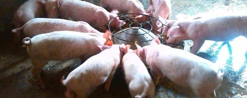 10公斤小母猪养多久下小猪，如何喂养 十公斤小猪一天喂多少料?