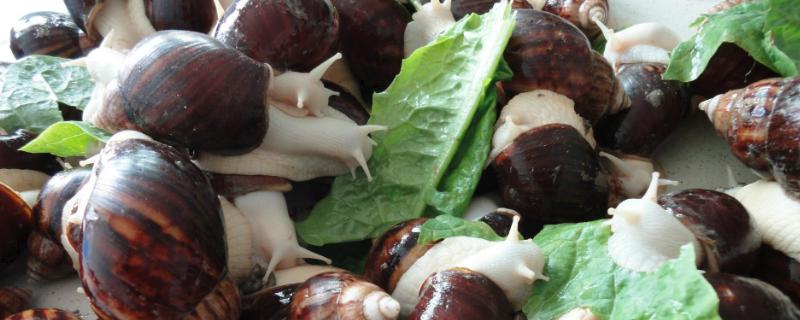 白玉蜗牛怎么养，养殖前景如何 白玉蜗牛的养殖技术