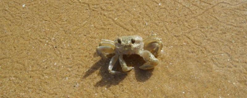 沙蟹可以用淡水养吗，腿能再生吗 沙蟹可以不用水养吗