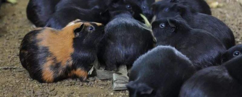 豚鼠能活多久，和荷兰猪有何区别（荷兰豚鼠寿命）