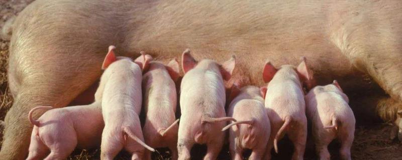 母猪的饲养管理要点 母猪的正确饲养方法