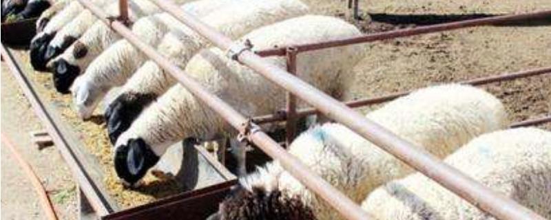 养羊11种常见病的防治（养羊与羊病防治大全）
