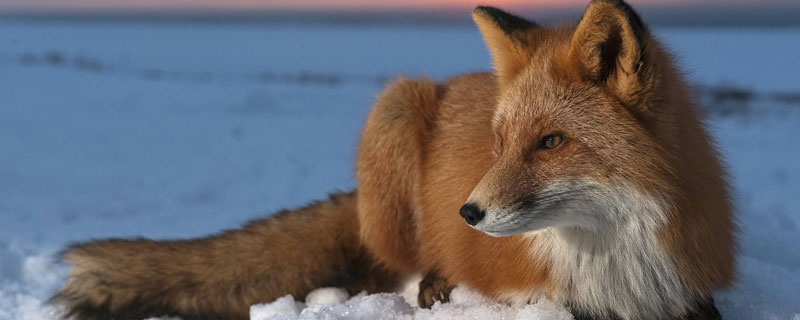 狐狸的克星是什么动物 狸猫的克星是什么动物