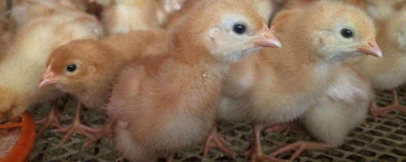 海兰褐蛋鸡产蛋性能，可以散养吗（海兰褐蛋鸡产蛋性能,可以散养吗视频）