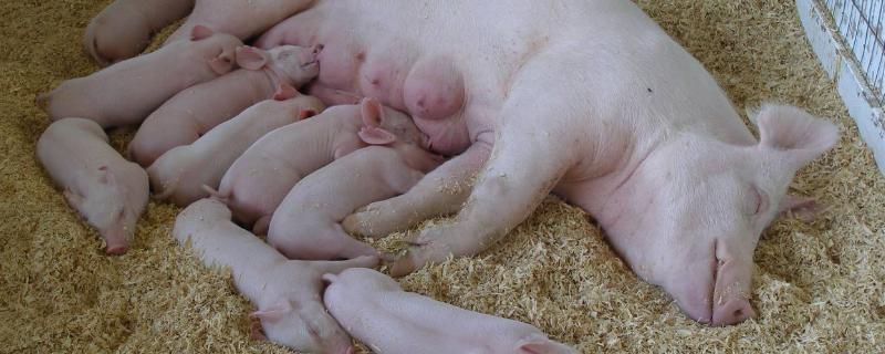 母猪怀孕期间喂什么饲料，怀孕母猪可以打口蹄疫苗吗