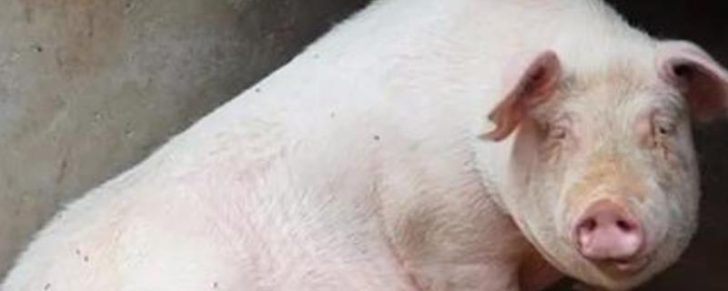 猪用什么器官辨味，用什么器官排毒（猪用什么器官辨别味道）