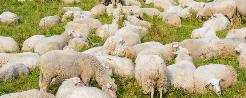 羊的出肉率是多少 羊的出肉率是多少?