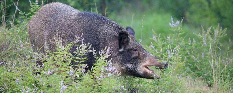 野猪破坏庄稼能不能打