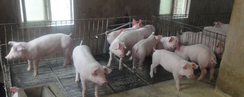 养猪防疫程序表