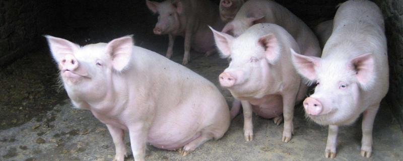 猪隔膜肉是什么部位，猪利是什么 猪隔膜肉是什么部位图片