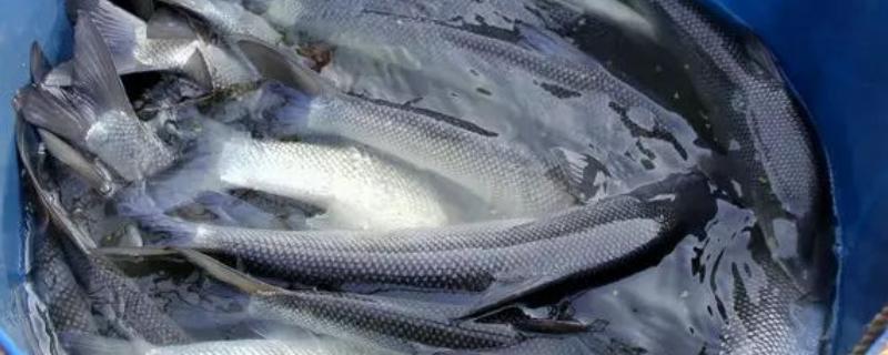 银鳕鱼养殖条件，和鳕鱼有什么区别 银鳕鱼好不好养