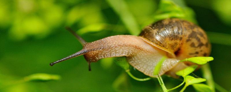 蜗牛有几对触角 蜗牛有几对触角几对足