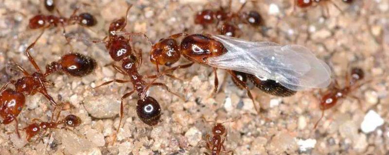 红火蚁最怕什么农药，常见防治方法（红火蚁最害怕什么）
