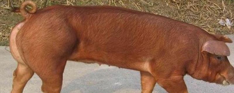 红毛猪可不可以留母猪，是什么品种（红毛猪可不可以留母猪,是什么品种图片）