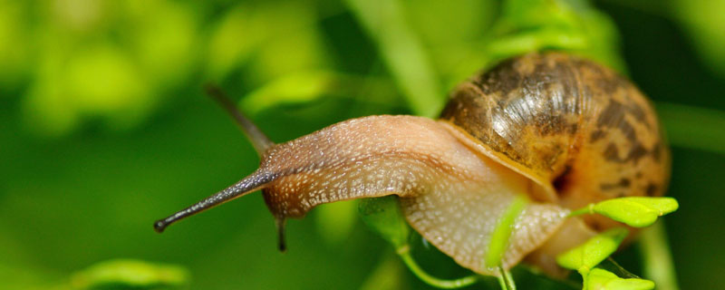 蜗牛体长多少 蜗牛身长多少体重多少