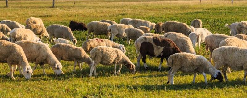 羊舍怎么建，如何养羊和预防疾病