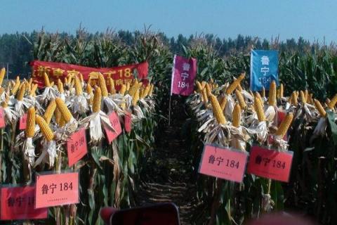鲁宁184玉米种简介，适合哪里种植，产量如何