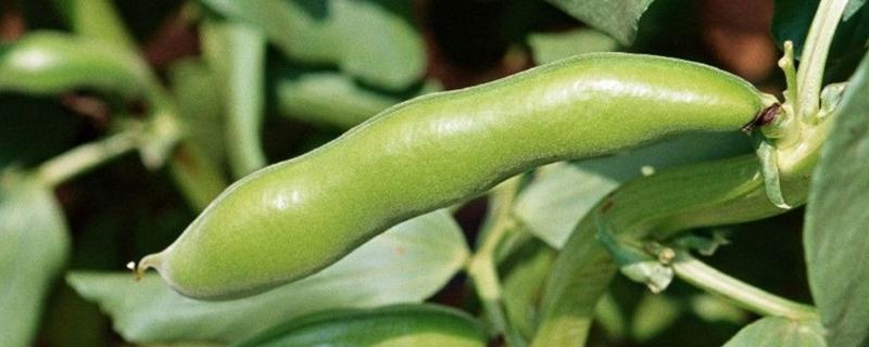 蚕豆啥时候种比较好，附种植方法 蚕豆啥时候种比较好,附种植方法图片