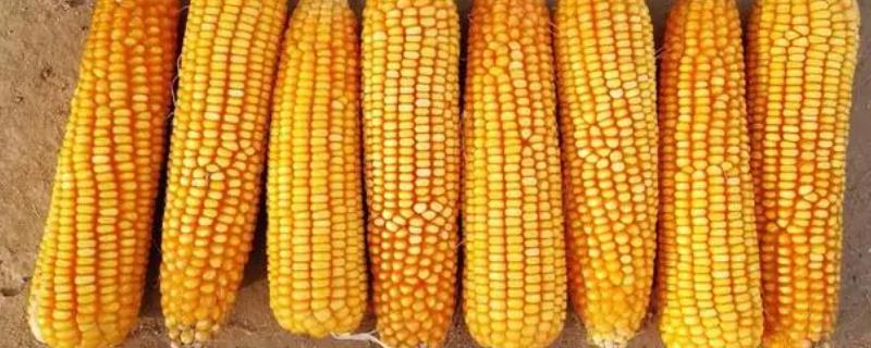 农星207玉米种简介，适合哪里种植，产量如何