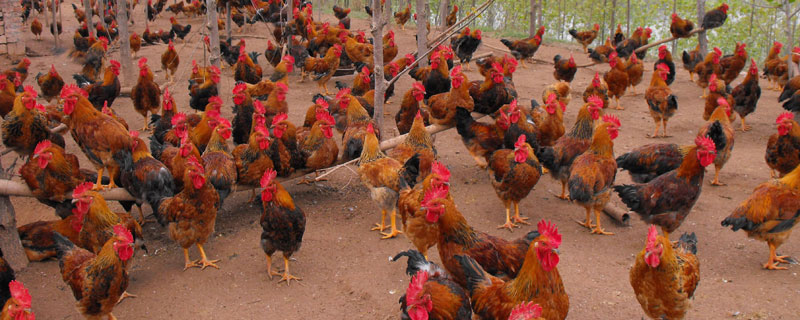 肉鸡大肠杆菌的症状 肉鸡得了大肠杆菌的症状