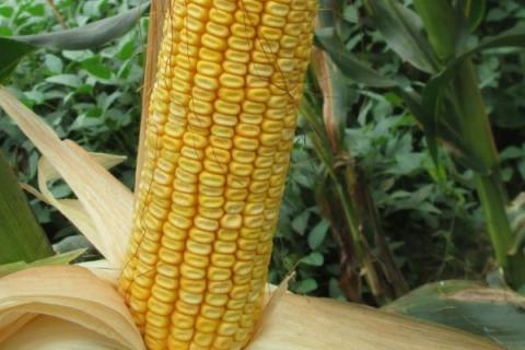 豫单9953玉米种简介，适合哪里种植，产量如何