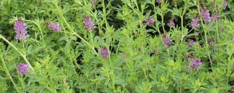 紫花苜蓿牧草亩产多少斤，如何种植 紫花苜蓿草亩产量多少斤
