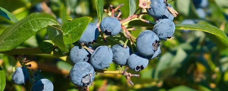 蓝莓什么季节种植，附种植方法 蓝莓什么季节种植,附种植方法视频