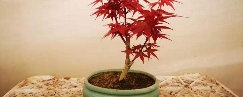 盆栽日本红枫的养殖方法和注意事项（盆栽日本红枫的养殖方法和注意事项视频）